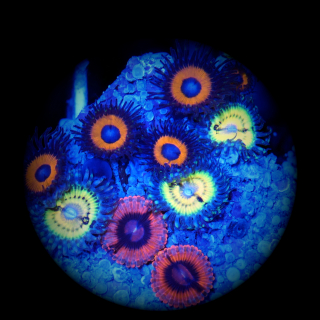 Zoanthus Mix - Pacman - Valentine - Pumkin