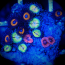 Zoanthus Mix - Pacman - Valentine - Pumkin