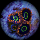 Zoanthus Rainbow Hornet