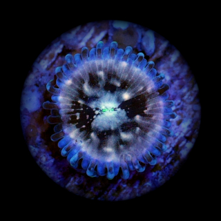 Zoanthus Hawaiian People Eater