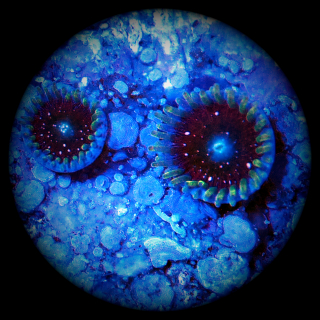 Zoanthus Blackberry Voodoo Krustenanemone