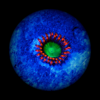 Zoanthus Goblin Fire