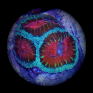 Favia - Gr&uuml;n-rote Hirnkoralle