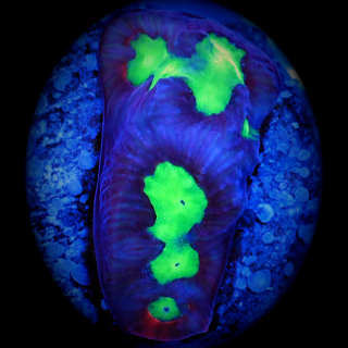 Favia - gelbgr&uuml;ne rote Hirnkoralle