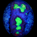 Favia - gelbgr&uuml;ne rote Hirnkoralle