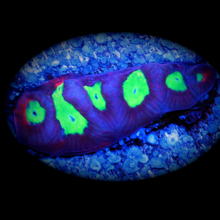 Favia - gelbgr&uuml;ne rote Hirnkoralle