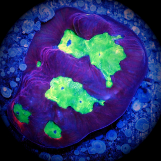 Favia - gelbgr&uuml;ne rote Hirnkoralle