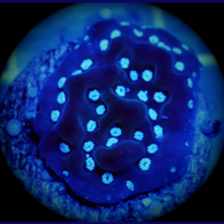 Montipora undata green violett