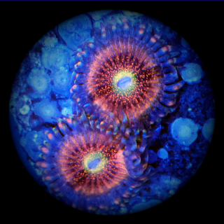 Zoanthus Sakura Sunrise - orange rose Krustenanemone