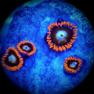 Zoanthus Tequilla Sunrise orange Krustenanemone