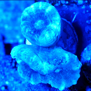 Caulastrea tumida t&uuml;rkis