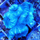 Caulastrea tumida t&uuml;rkis