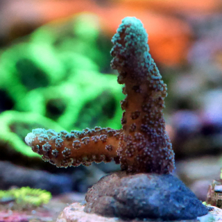 Seriatopora  bicolor