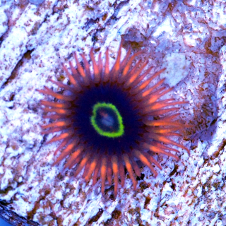 Zoanthus Rainbow Hornet