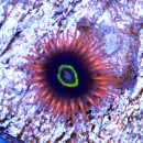 Zoanthus Rainbow Hornet