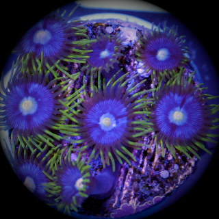 Zoanthus blauviolett neongr&uuml;n