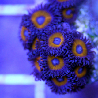 Zoanthus Jonny Pumpkin Seeds