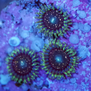 Zoanthus Blackberry Voodoo