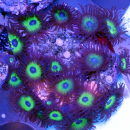 Zoanthus Mean Green