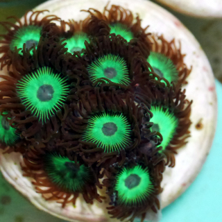 Zoanthus Mean Green