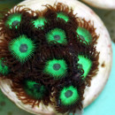 Zoanthus Mean Green