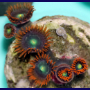 Zoanthus Firestorm