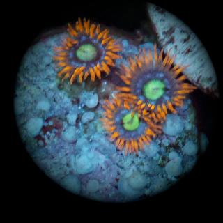 Zoanthus fire and ice
