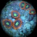 Zoanthus fire and ice