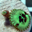 Zoanthus Billy Clubs
