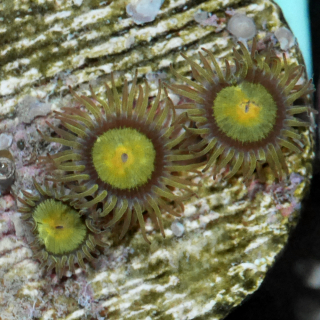 Zoanthus Tutti fruitty