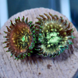 Zoanthus Hawaiian People Eater