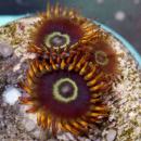Zoanthus Rainbow Hornet