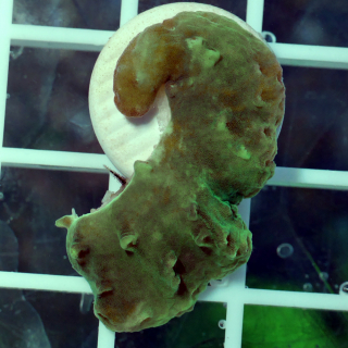 Sinularia brassica - grün