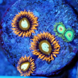 Zoanthus Mix 2