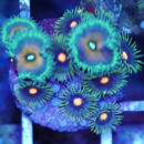 Zoanthus Mix 7