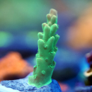 Acropora sp. grün-orange