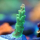 Acropora sp. grün-orange