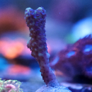 Montipora capitata