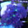 Clavularia tricolor