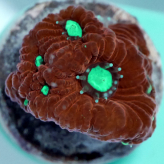 Favites Warcoral bicolor- gr&uuml;n