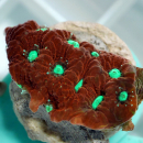 Favites Warcoral bicolor- gr&uuml;n
