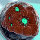 Favites Warcoral bicolor- gr&uuml;n