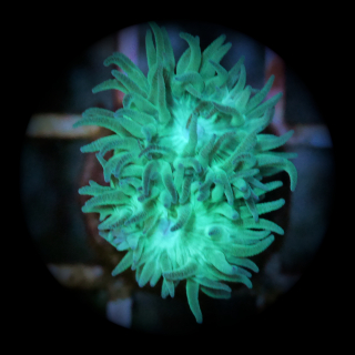 Duncanopsammia - gr&uuml;ne Bartkoralle