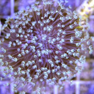 Gew&ouml;hnliche Pilzlederkoralle - Sarcophyton M