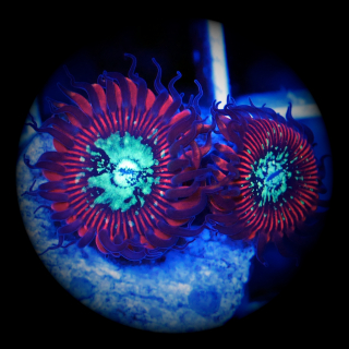 Palythoa Red Magician