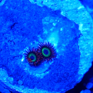 Zoanthus Emerald and Fire