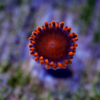Zoanthus Bam Bam orange