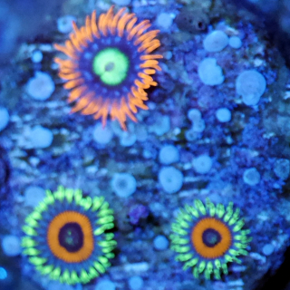Zoanthus Mix 3