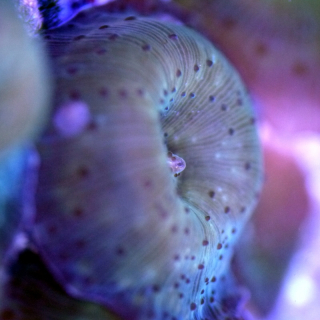 Discosoma olivgrün gepunktet - 1 Polyp