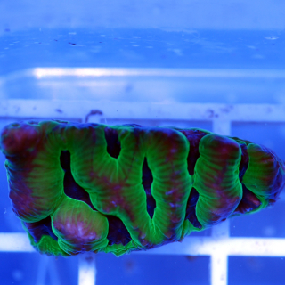 Goniastrea gr&uuml;n-blau